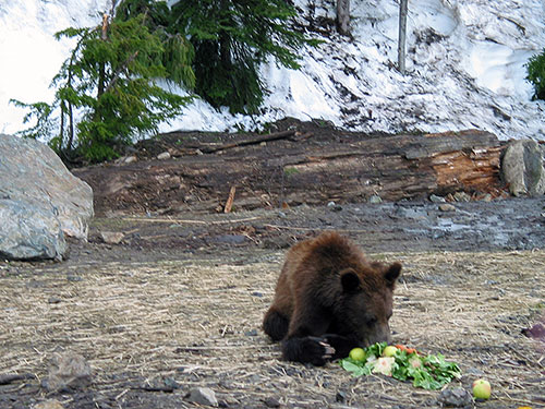 Baby bear eating