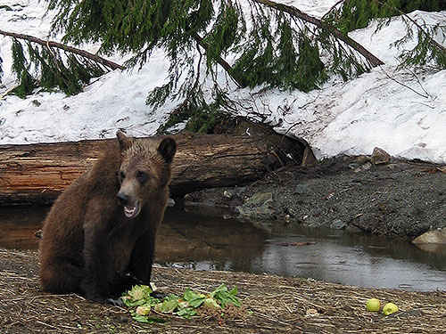 Bear looking into distance in front of food