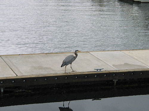 pelican on dock