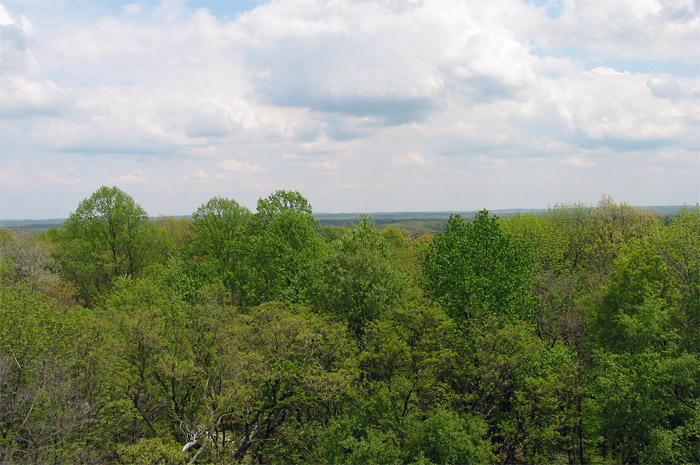 Trees in Brown County State Park