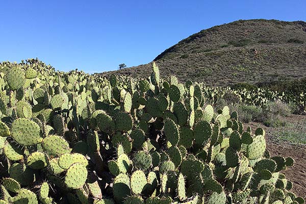 Cactus with Mountains in background