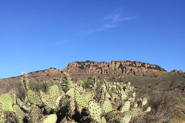 Cactus in front of red clay hill