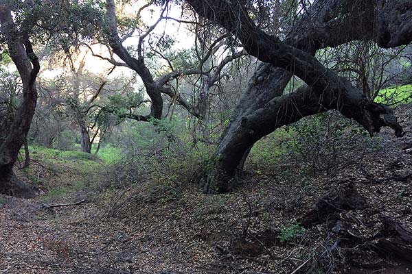 Big leaning trees