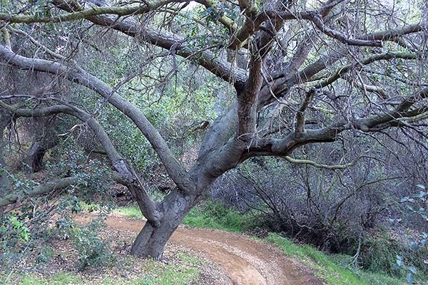 Big leaning trees along path