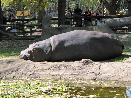 Hippo sleeping at Brookfield Zoo