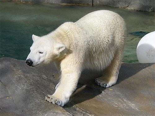 Polar bear walking next to water at Brookfield Zoo