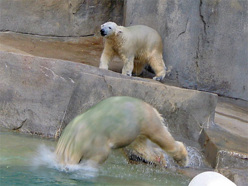 Polar bears dives into water at Brookfield Zoo