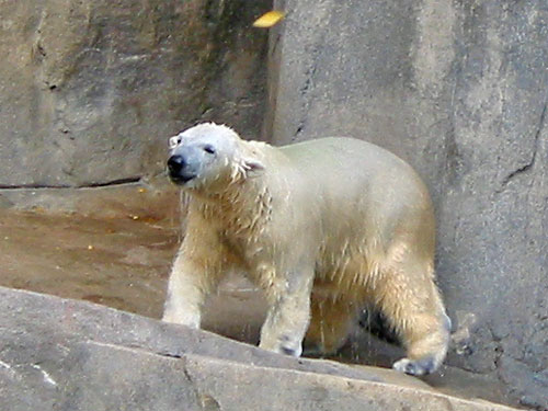 Polar bear stands while wet at Brookfield Zoo