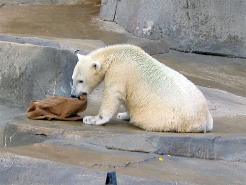 Polar bear with towel at Brookfield Zoo