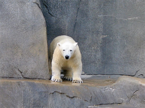 Polar bear walks outside at Brookfield Zoo