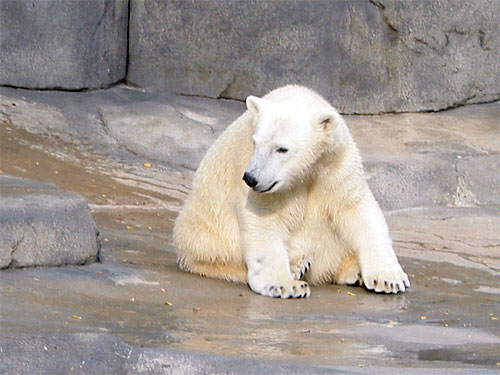 Polar bear sits on the ground in the sun at Brookfield Zoo