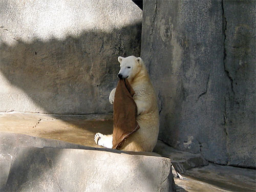 Polar bear sits in shade with towel hanging from mouth at Brookfield Zoo
