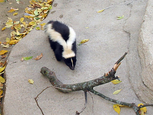  skunk walks toward log at Brookfield Zoo