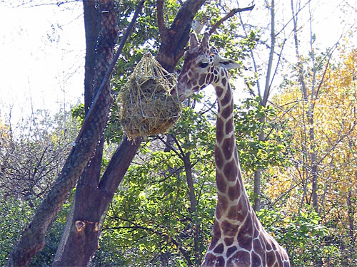 Girafe eats from hanging basket feeder from tree at Brookfield Zoo