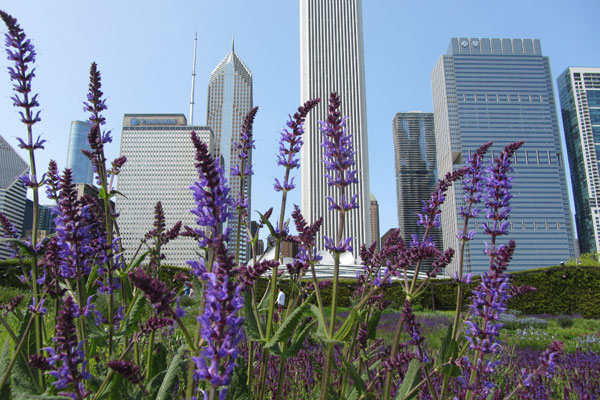 Flowers with buildings in the background at Millennium Park