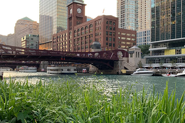 Grass in planter in front of Chicago River