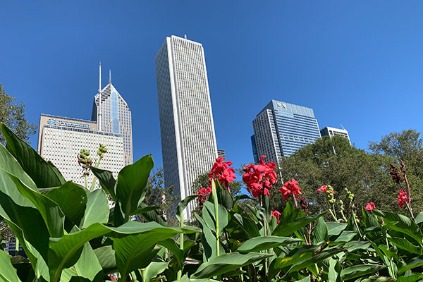 Flowers with buildings in background