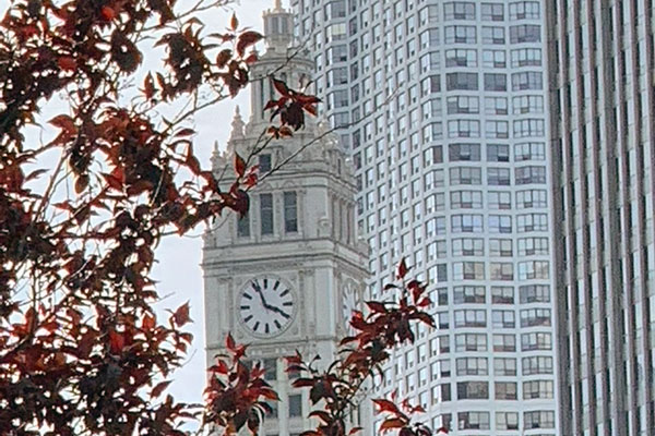 View of Wrigley Building clock from the Riverwalk looking through trees