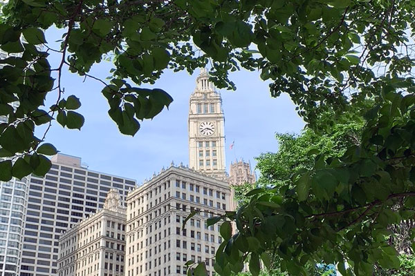 Clock on Wrigley Building outlined by tree branches