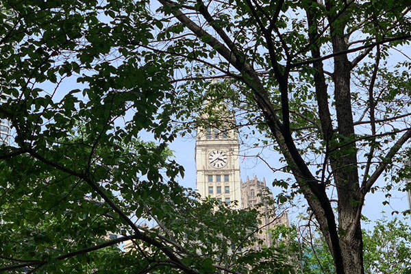 Tree branches outline the Wrigley Building clock