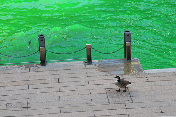 Goose walks along shore of the dyed green Chicago River