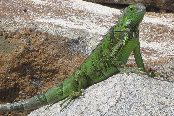 An Iguana in Aruba