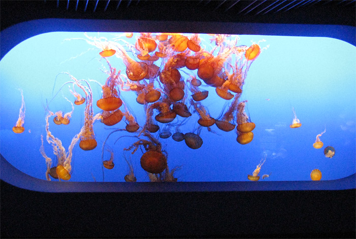 Jelly fish in tank at Monterey Bay Aquarium