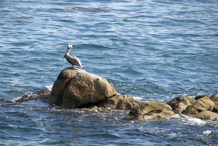 Bird on rock in Monterey