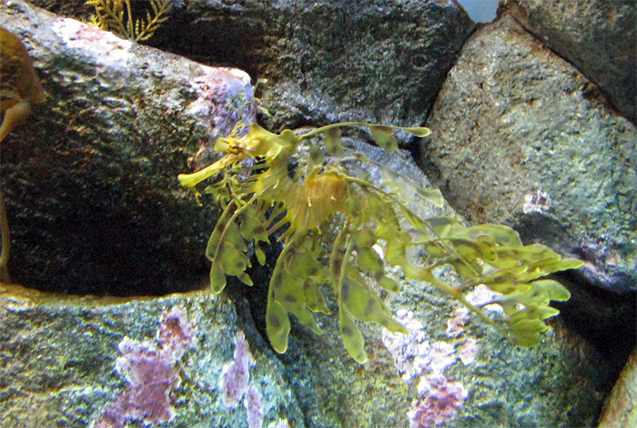 Fish at Monterey Bay Aquarium