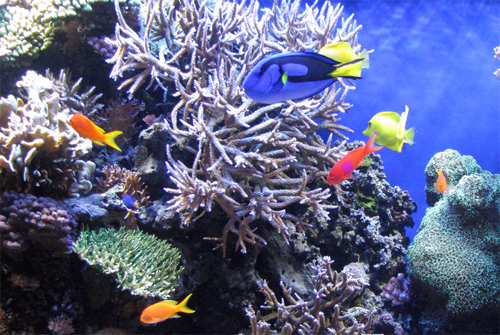School of fish at Monterey Aquarium