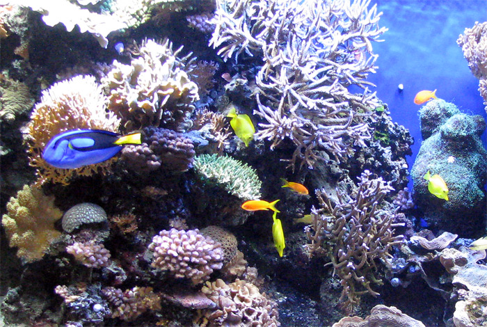 Fish swim n=by coral