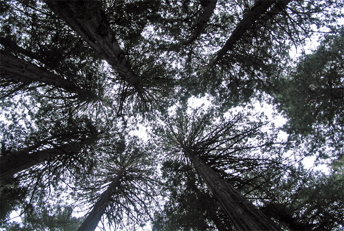 Looking up at trees in Muir Woods