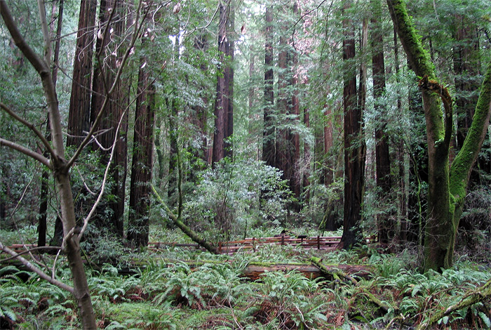 Trees and shrubs in Muir Woods