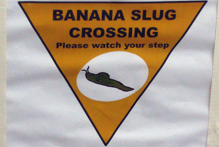 Muir Woods Banana Slug sign