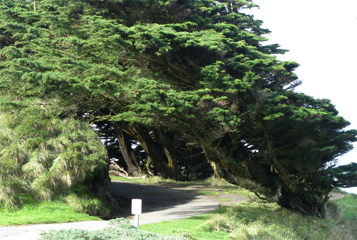 Path in Point Reyes