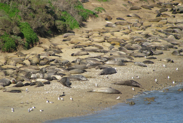 Sea lions on beach at Point Reyes