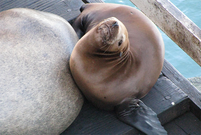 Sea Lion on pier in Santa Cruz