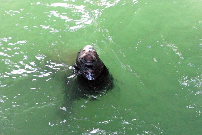 Sea lion swimming in Santa Cruz