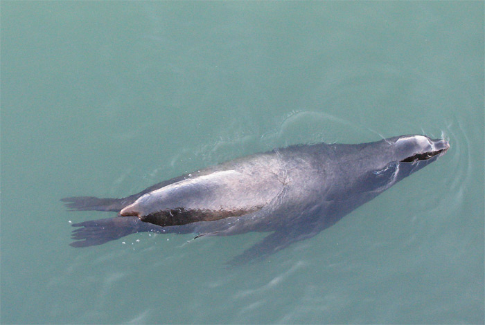 Sea lion floating in Santa Cruz