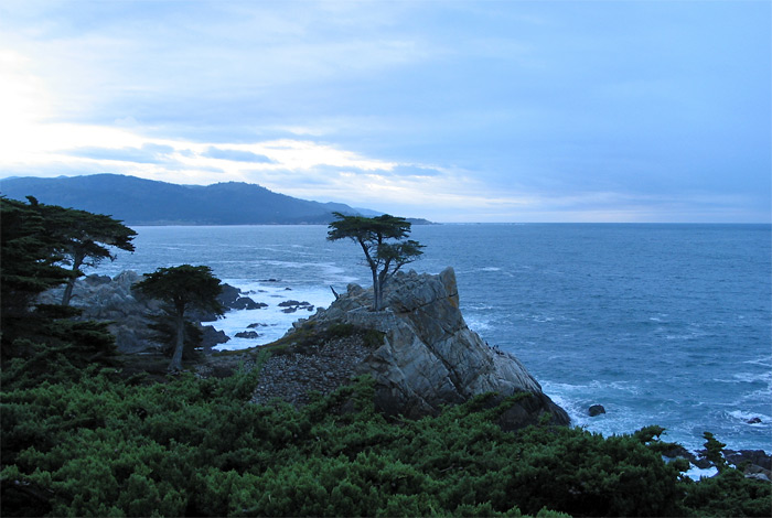 Lone Cypress on Seventeen Mile Drive