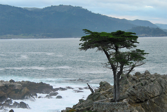 Lone Cypress with mountains and ocean in background