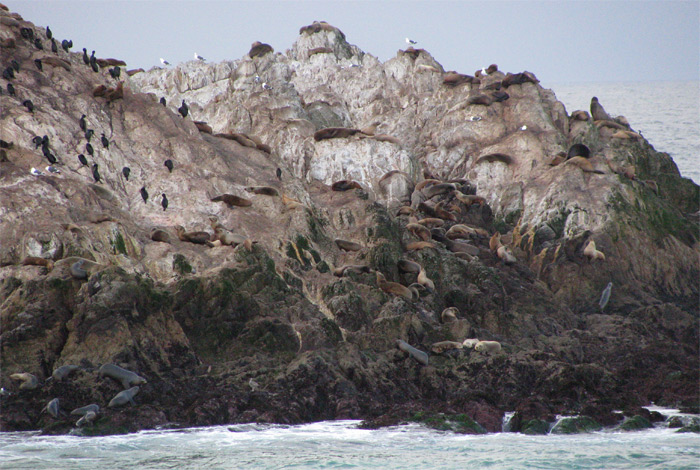 Sea lions on island on Seventeen Mile Drive