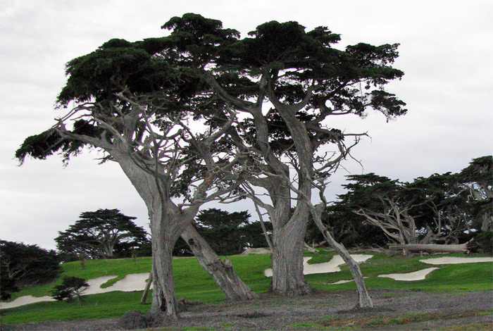Trees on golf course on Seventeen Mile Drive