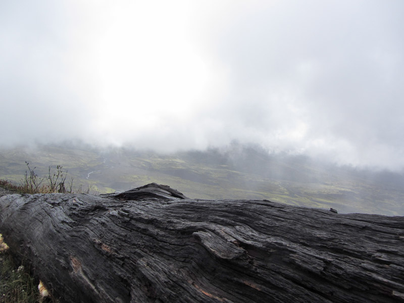 Old burned timber on Mount St. Helens