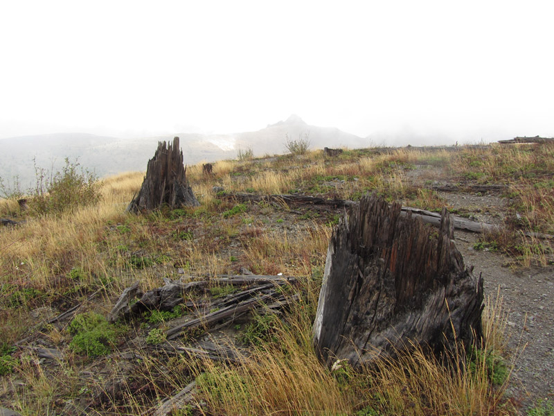 Tree stumps at Mount St. Helens