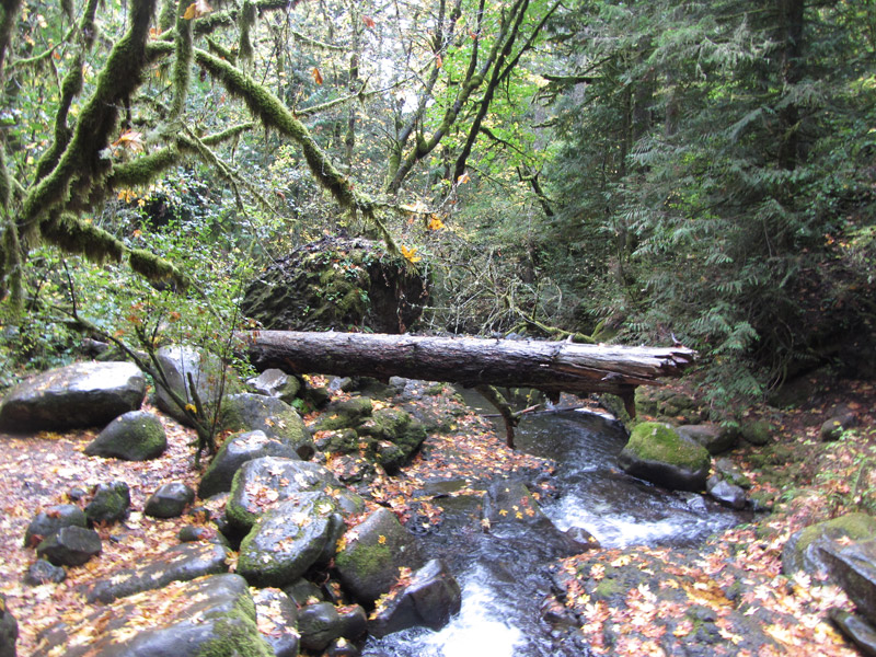 Log across creek at Multnomah Falls