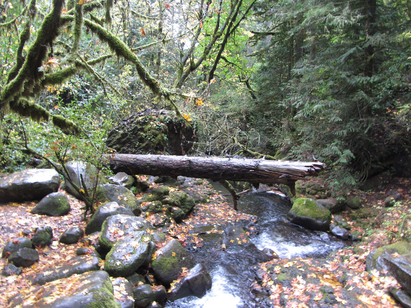 Stream with log across it at Multnomah Falls