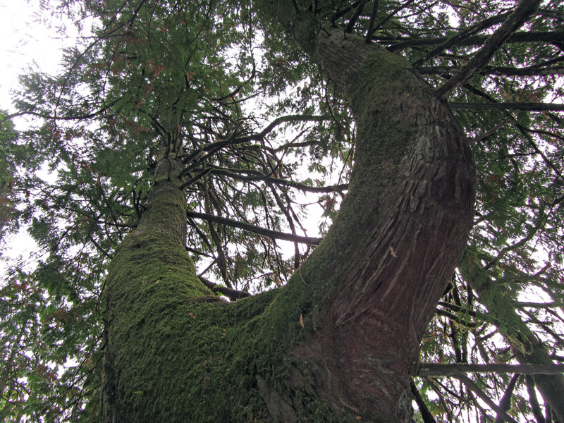 Tree with moss at Multnomah Falls