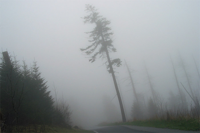 Trees along road in fog