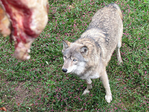 Wolf looks at food
